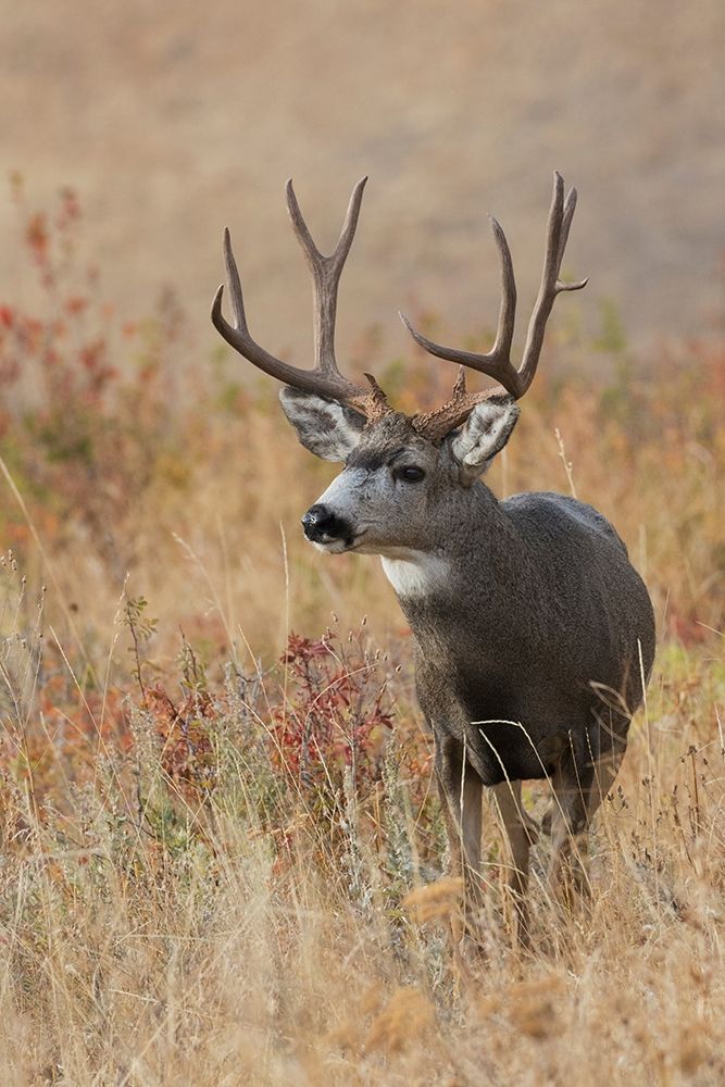 Mule Deer Buck